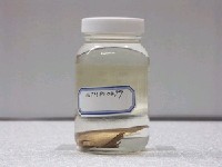 圓眼燕魚藏品圖，第2張